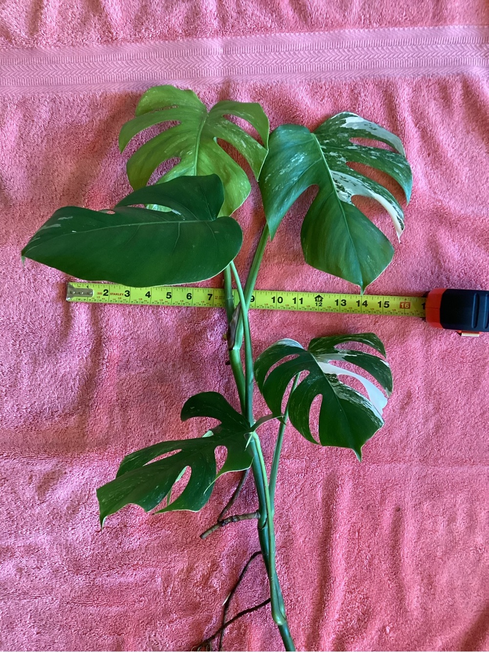 Monstera Borsigiana Albo - Picture 3 of 9